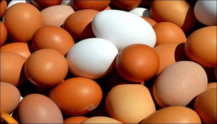 How Much Protein is in an one Egg